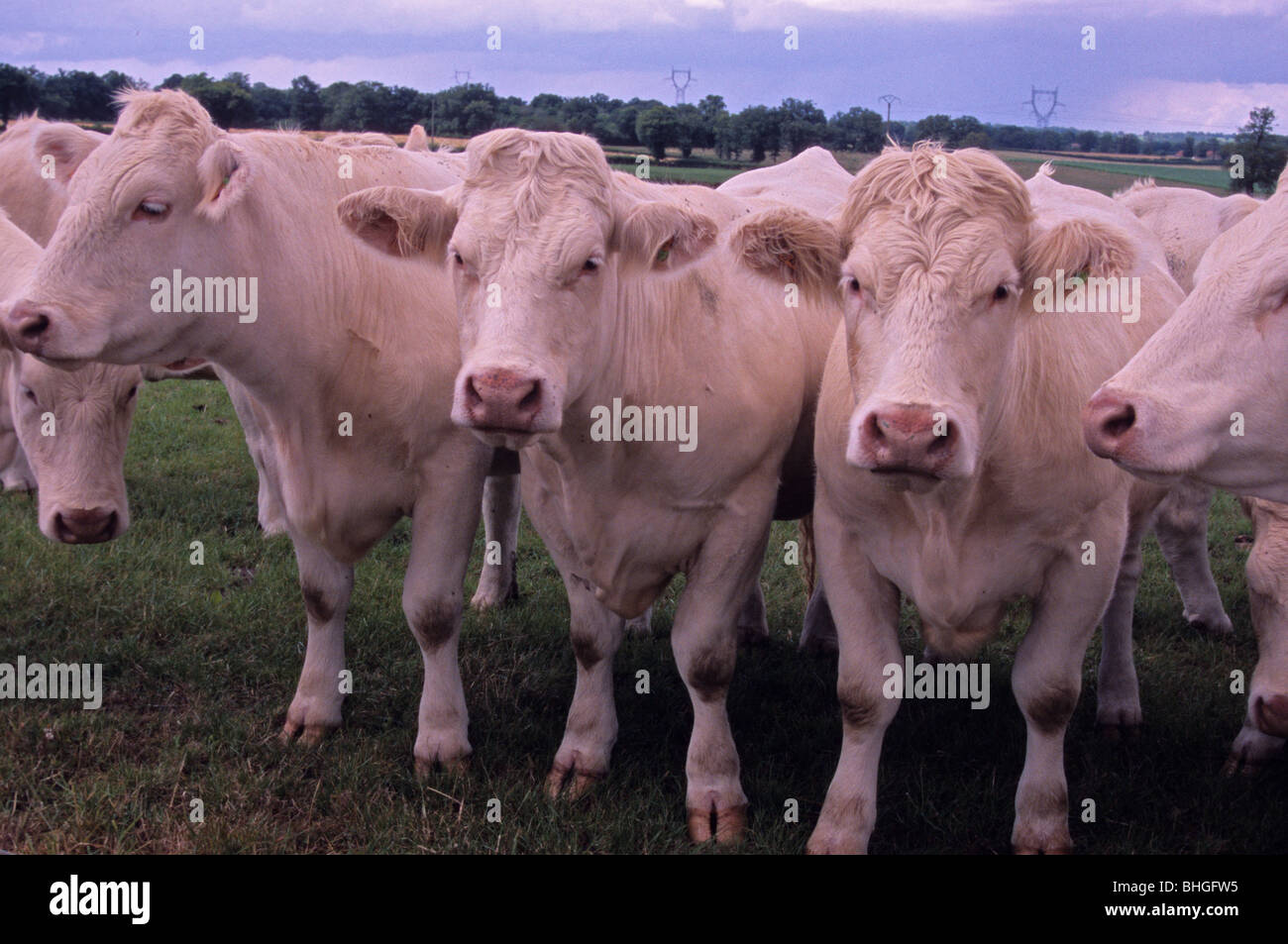 Charolais bovini vicino Lurcy-Levis, Allier, Francia Foto Stock