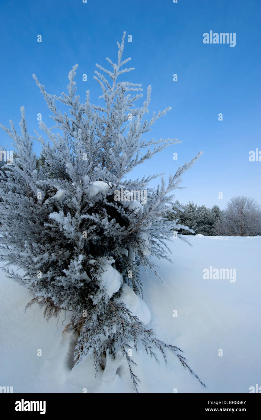 Alberi sempreverdi coperto con il congelamento nebbia sono un bel mix di verde e bianco insieme contro un cool blue sky. Foto Stock