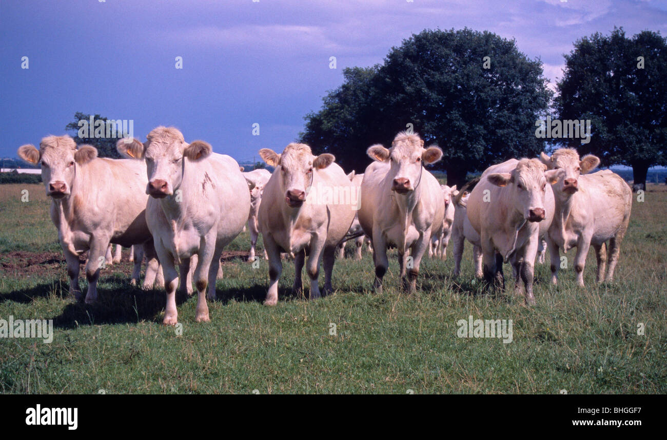 Charolais bovini, vicino Lurcy-Levis, Allier, Francia Foto Stock