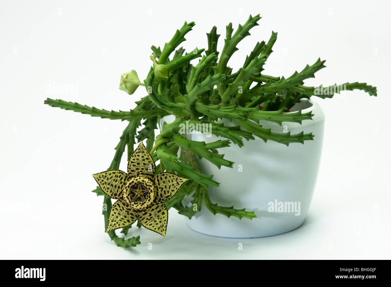 Carrion Flower (Stapelia variegata, Orbea variegata), pianta in vaso, fioritura. Foto Stock