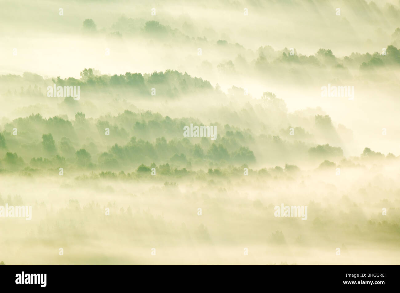 Nebbia di inversione nelle prime ore del mattino che giace al di sopra della foresta nel Dee Valley vicino a Banchory, Scozia. Foto Stock