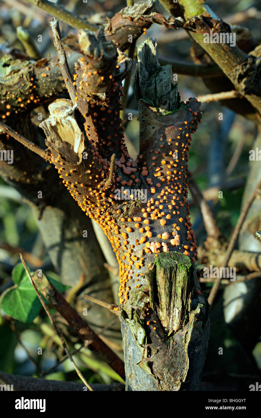 Nectria cinnabarina - spot di corallo fungo su Carpinus betulus - crescente sul precedentemente potate monconi di rami in un carpino h Foto Stock