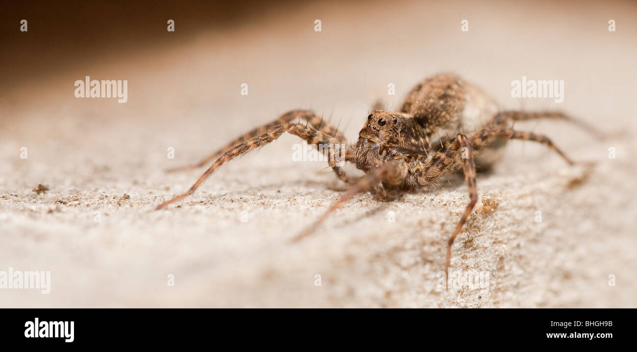 Dettagliate fino in prossimità di un ragno velenoso il focus è su gli occhi Foto Stock