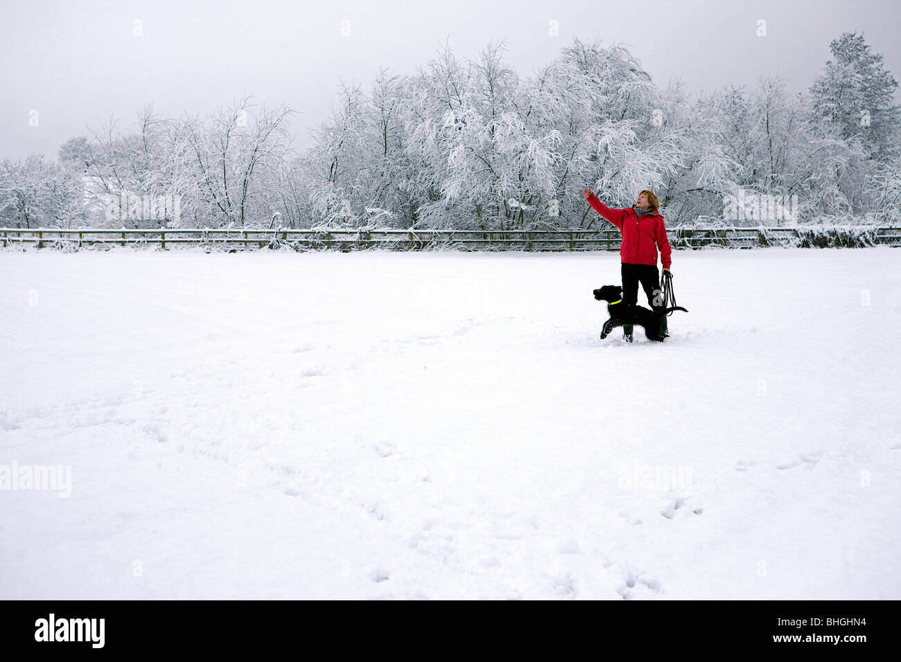 Signora buttare un giocattolo per il suo Labradoodle cane mentre nel mezzo di un campo che è coperto di neve Foto Stock