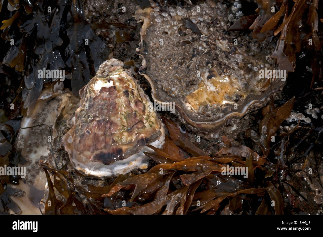 Oyster comune, Ostriche piatte, Europeo delle ostriche piatte (Ostrea edulis), animali viventi attaccato ai montanti di legno. Foto Stock