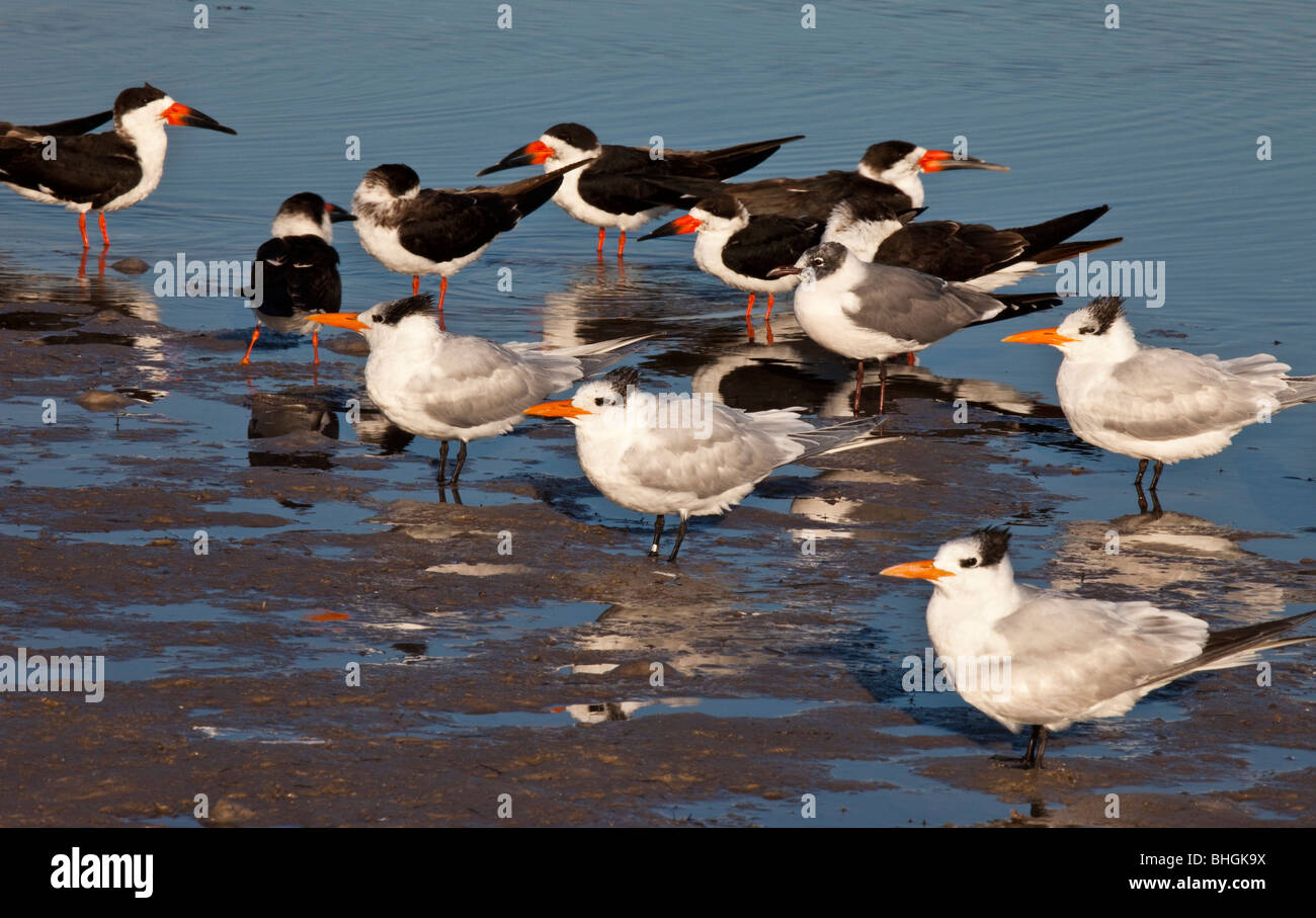 Skimmer nero, ridendo Gabbiani, Sterne regale, Howard Park, Tarpon Springs, in Florida Foto Stock