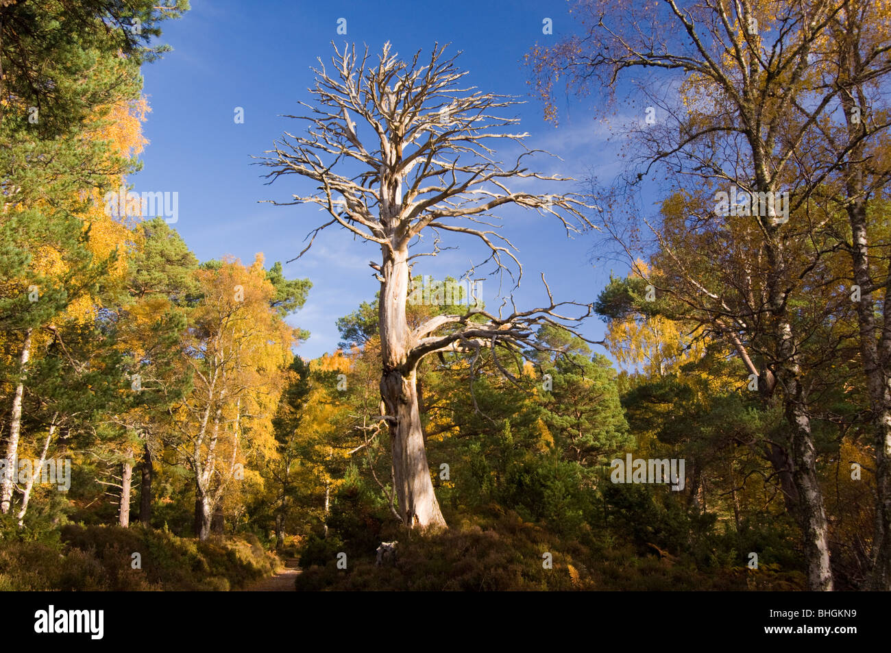 Rothiemurchus Bosco in autunno, Highlands Scozzesi. Foto Stock