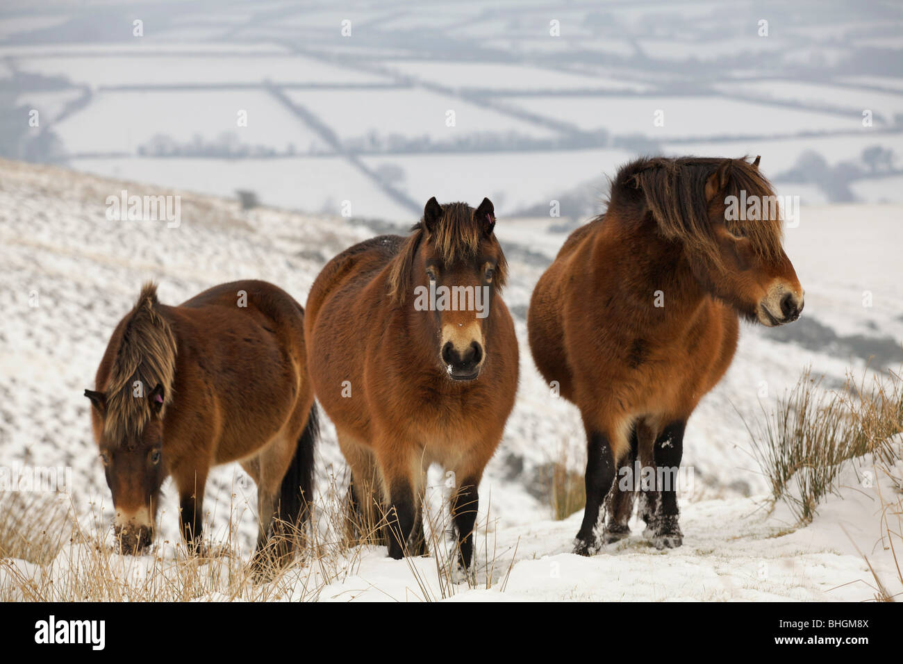 Exmoor Pony nella neve sul Parco Nazionale di Exmoor. Paesaggio invernale Foto Stock