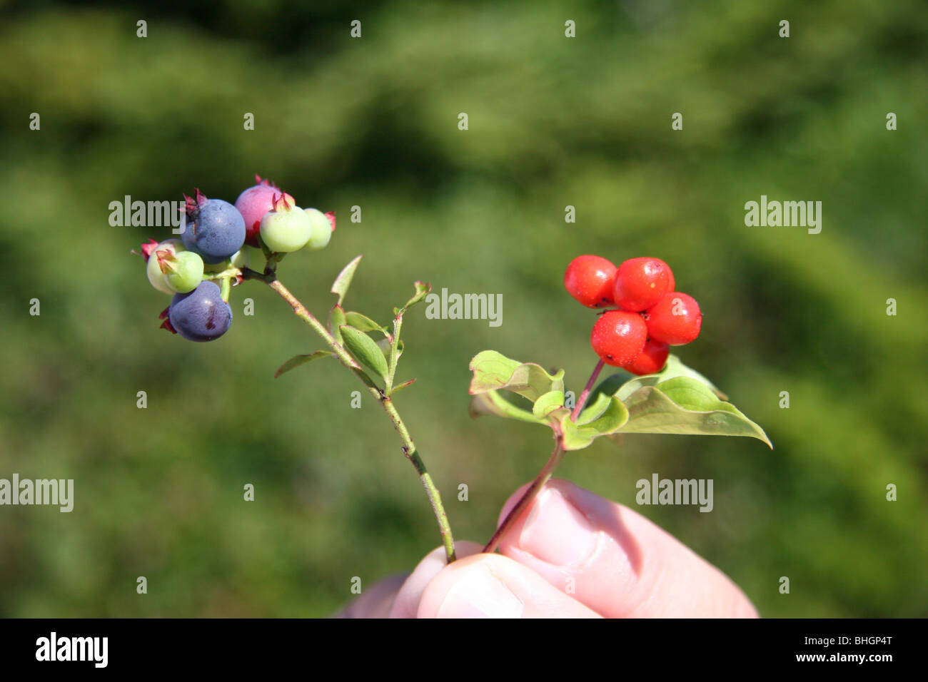 Mirtilli selvatici & partridgeberries si trovano in abbondanza lungo percorsi su Gun Hill, Porto bretone, Terranova Foto Stock