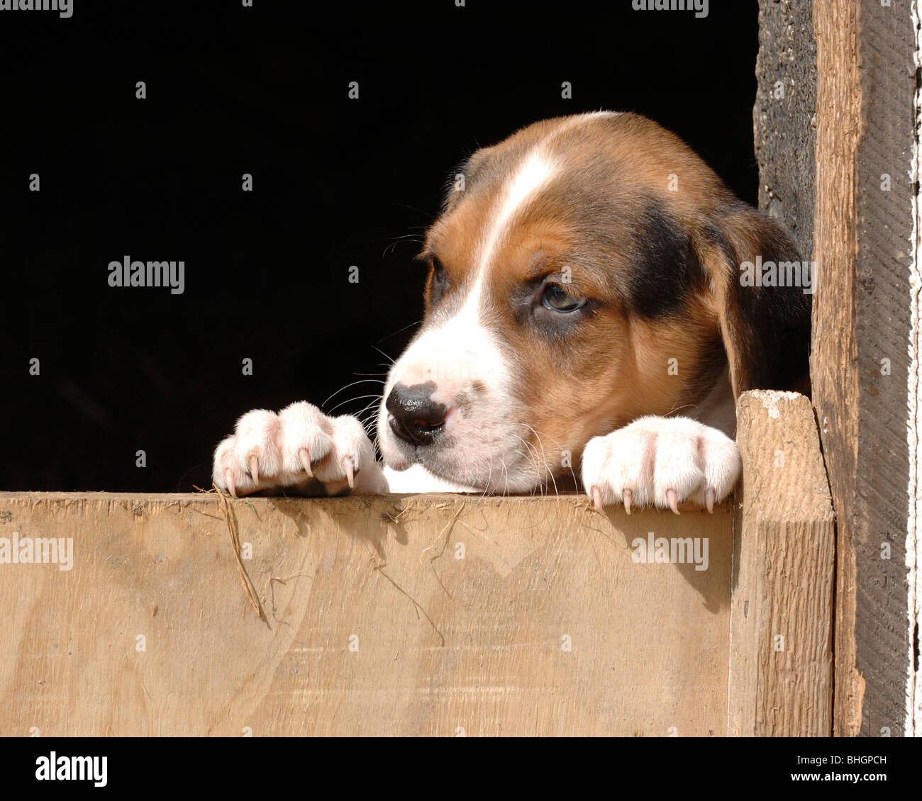 Foxhound cucciolo cercando su una porta Foto Stock