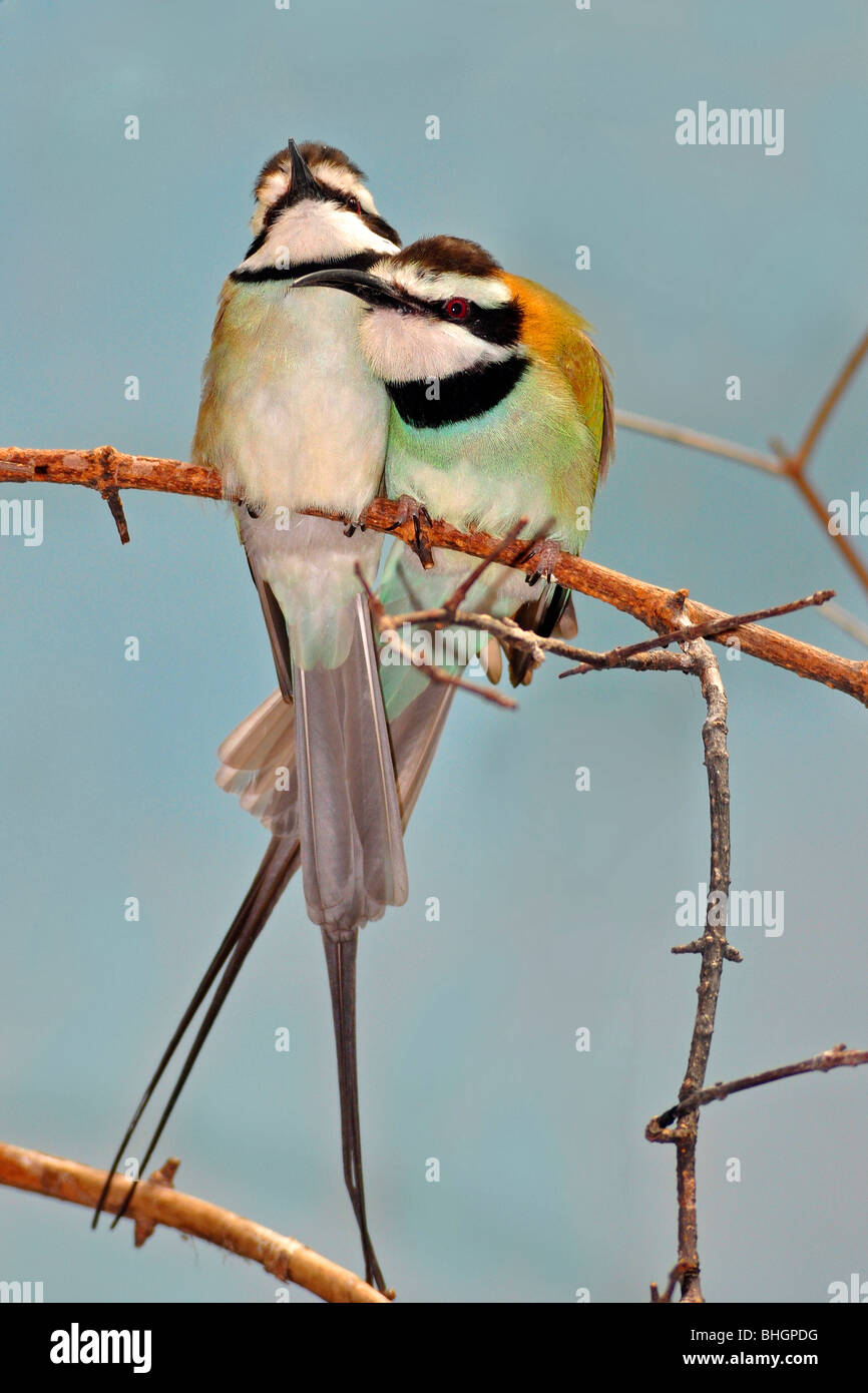 Bianco-throated gruccione ( Merops albicollis ). Questi uccelli migratori alimentazione sulle api, vespe, calabroni e altri insetti. Foto Stock