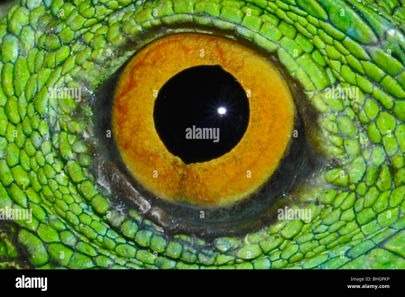Close-up di iguana's eye Foto Stock