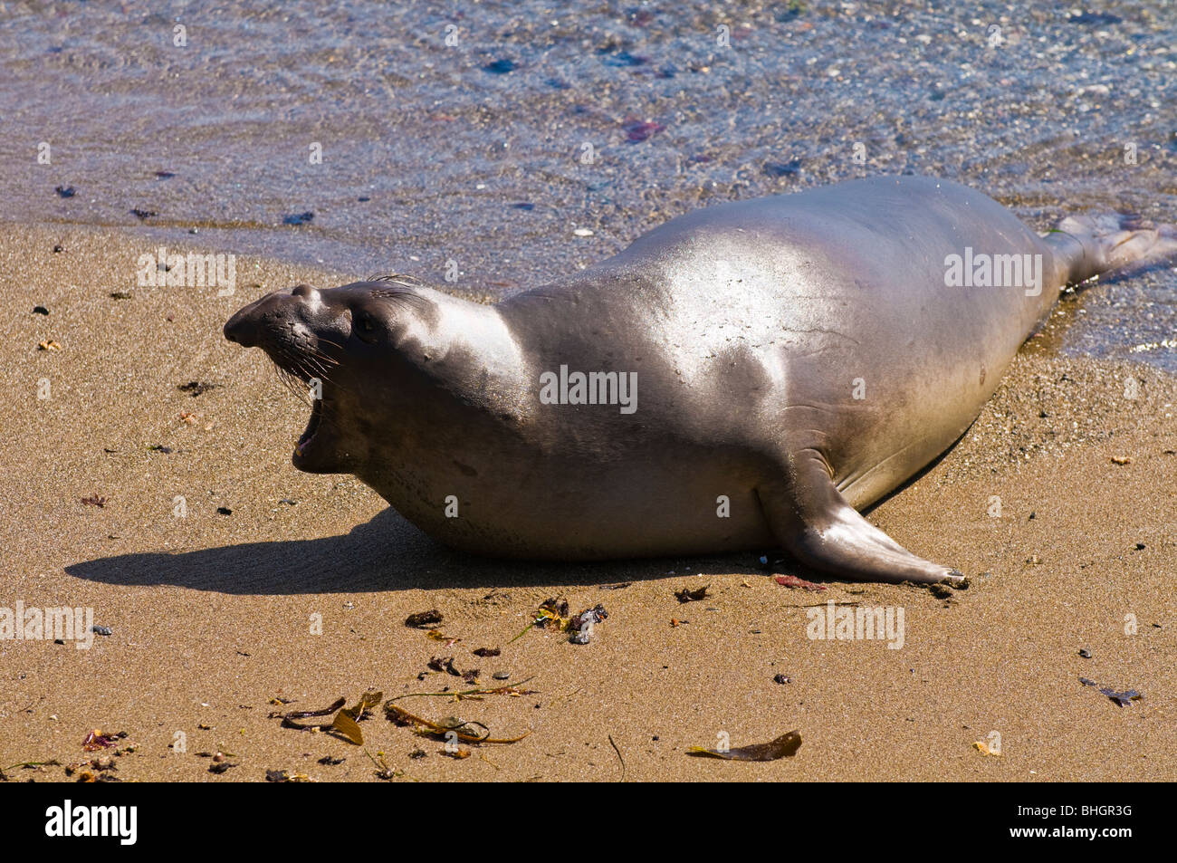 Guarnizione di elefante (Mirounga angustirostris), Monterey Bay National Marine Sanctuary, San Simeone, California Foto Stock