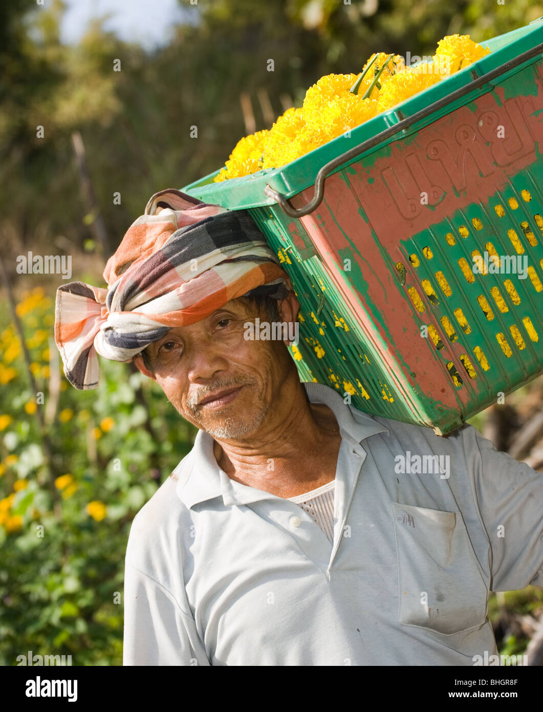 Il fiore agricoltore dalla Tailandia Foto Stock