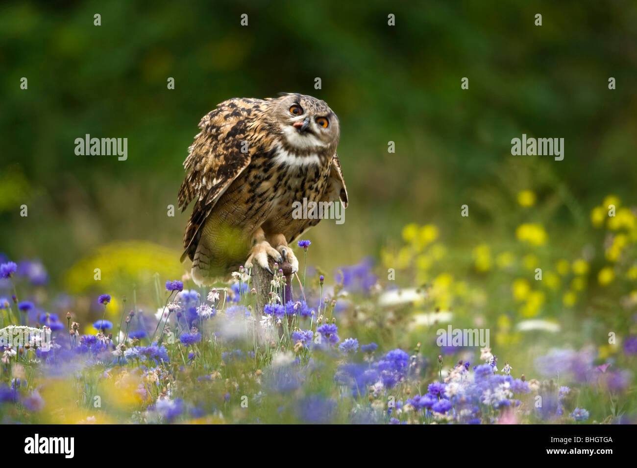 Allocco Strix aluco; seduta su fencepost. Foto Stock