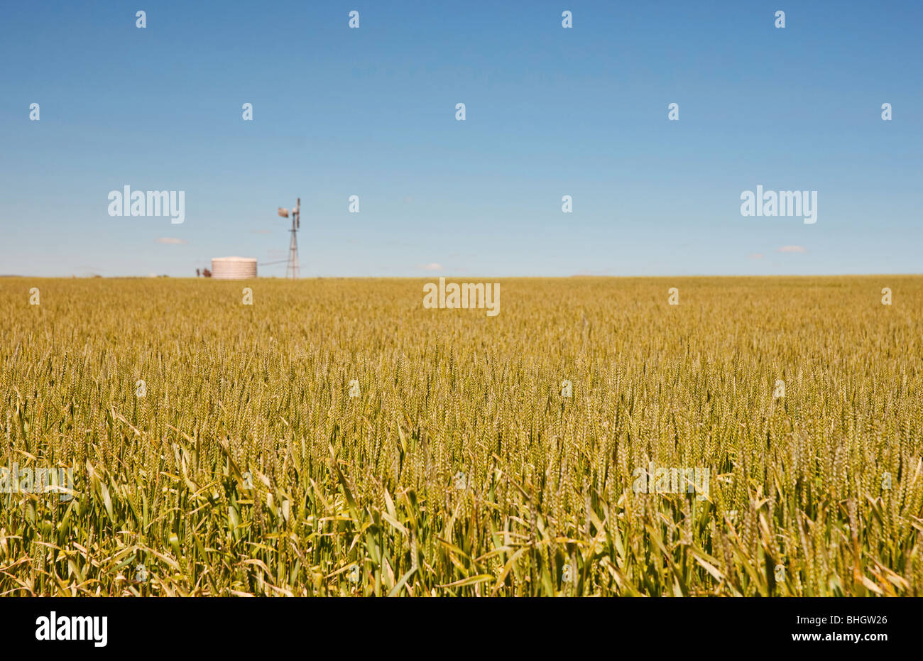 Mulino a vento nei campi di grano in campagna a burra Sud Australia Foto Stock