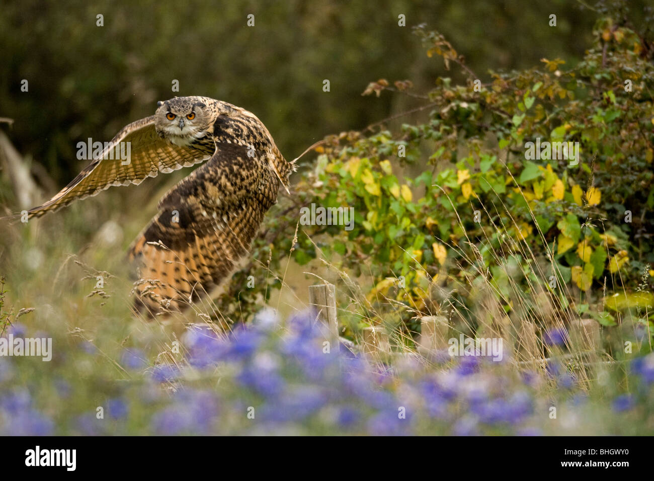 Allocco Strix aluco; .tenendo; off; Foto Stock