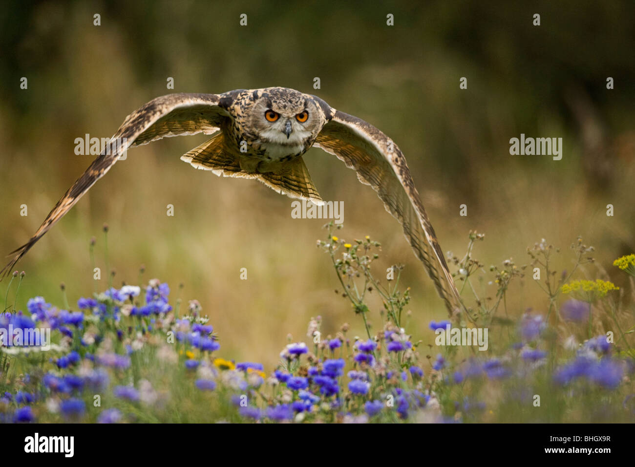 Allocco Strix aluco; Sollevamento a volo Foto Stock