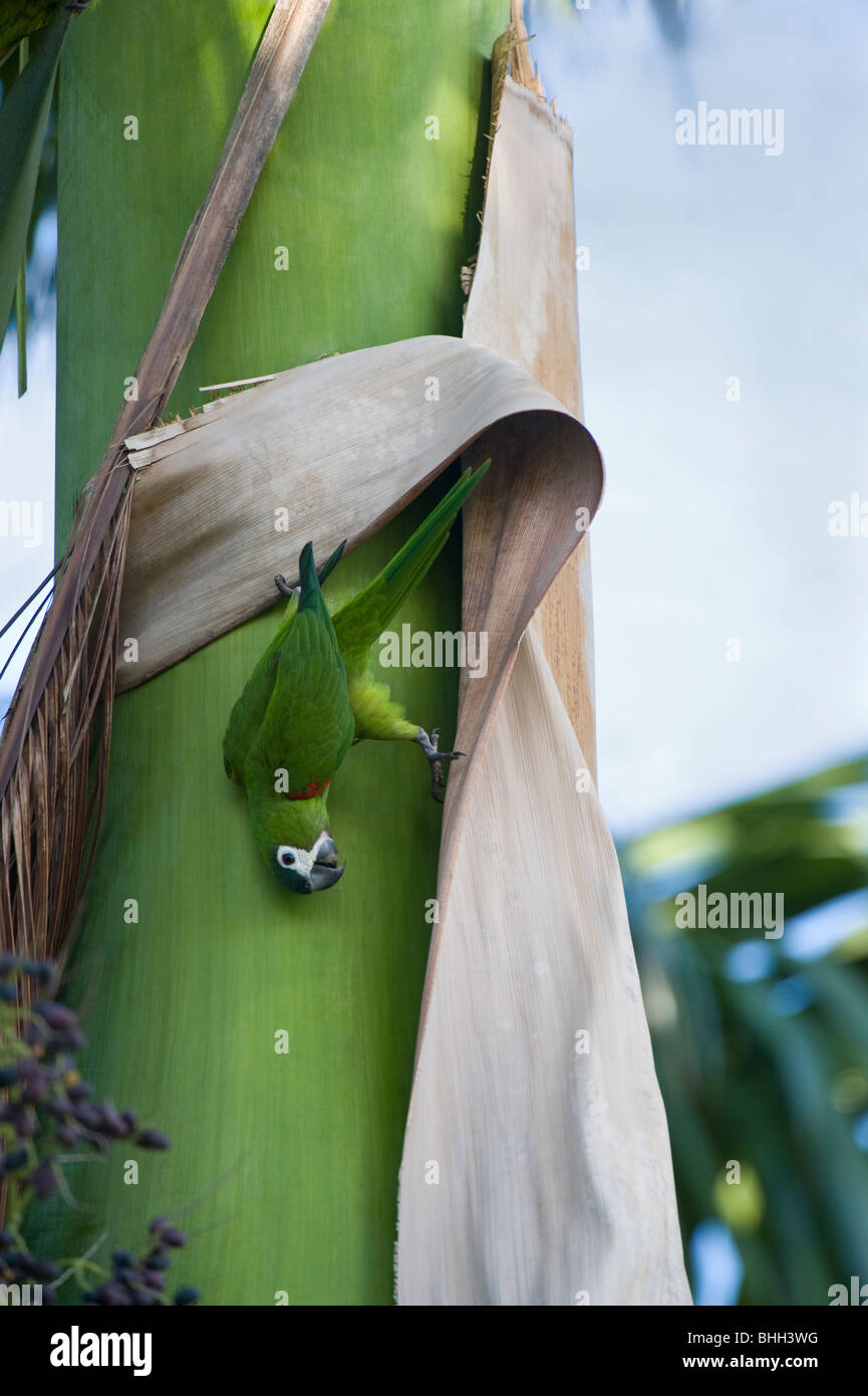 Rosso-spallamento Macaw (Diopsittaca nobilis) selvatica alla ricerca di sito di nidificazione Giardino Botanico Georgetown Guyana America del Sud Foto Stock