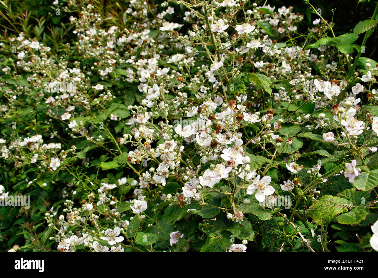Rubus fruticosus - mora selvatica di piante in fiore Foto Stock