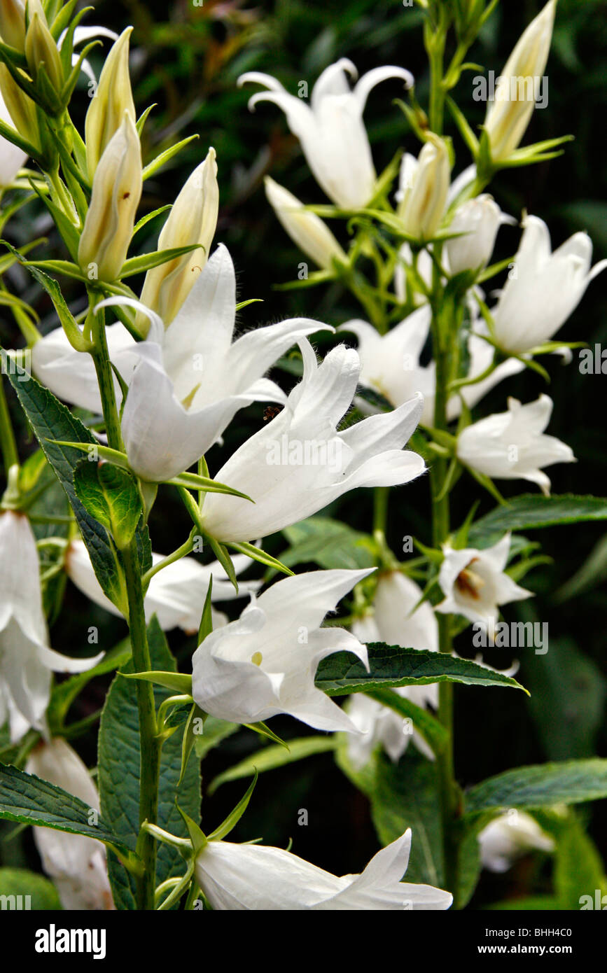 Campanula latifolia var. macrantha "Alba" Foto Stock