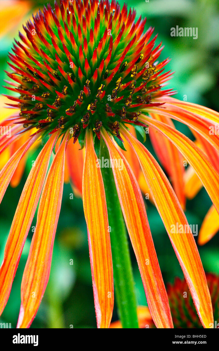 Echinacea "arte per l'orgoglio' Foto Stock