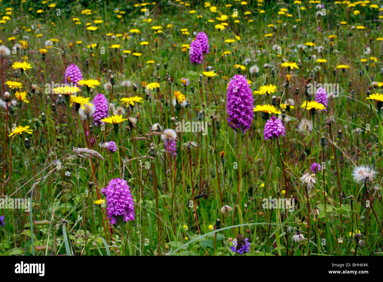 Anacamptis pyramidalis syn Orchis pyramidalis - Orchide con Leontodon taraxacoides - la minore Hawkbit Foto Stock