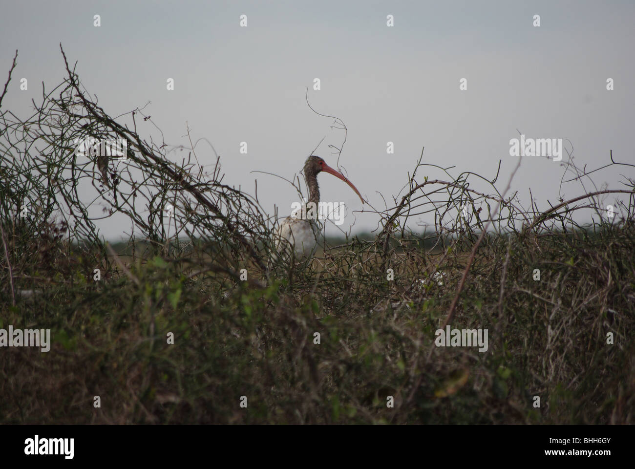 Bird (young White Ibis) in Everglades National Park; Florida, Stati Uniti d'America Foto Stock