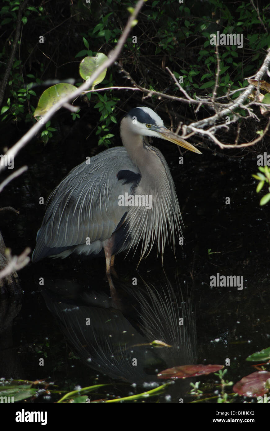 Airone blu in piedi alle ginocchia in un buio acqua fredda del parco nazionale delle Everglades, Florida, Stati Uniti d'America Foto Stock