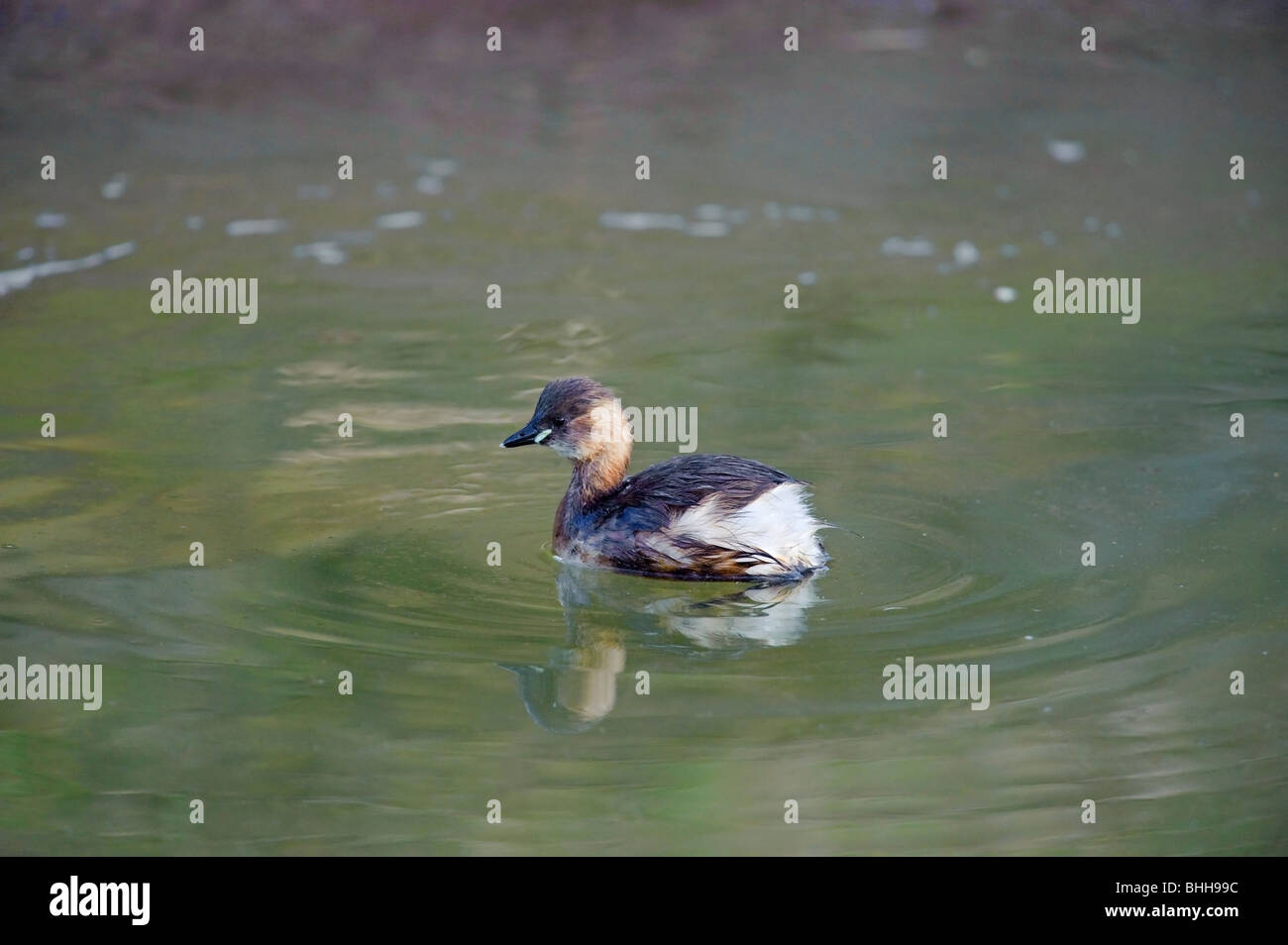 Tuffetto- Dabchick. Tachybaptus ruficollis. inverno piumaggio. Francese: Grèbe castagneux tedesco: Zwergtaucher spagnolo: Zampullín común Foto Stock