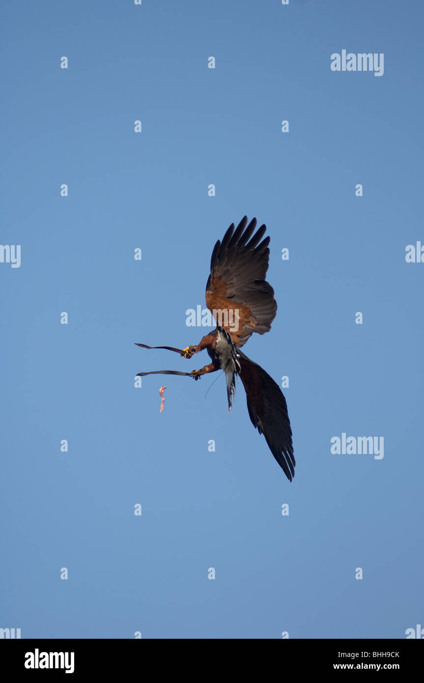 La Falconeria rapace in volo Foto Stock