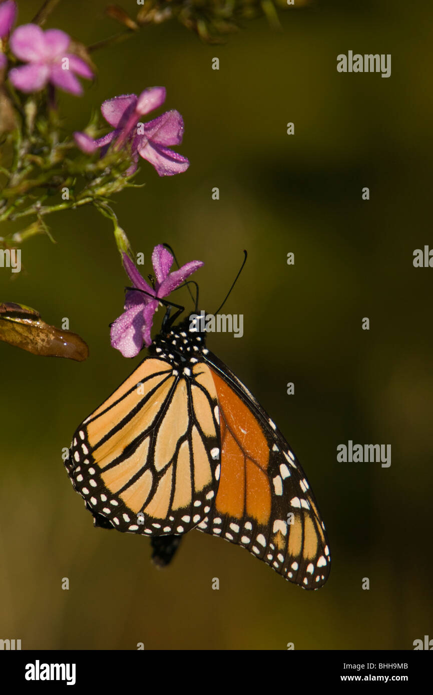 La Monarch buttterfly su un fiore, STATI UNITI D'AMERICA. Foto Stock