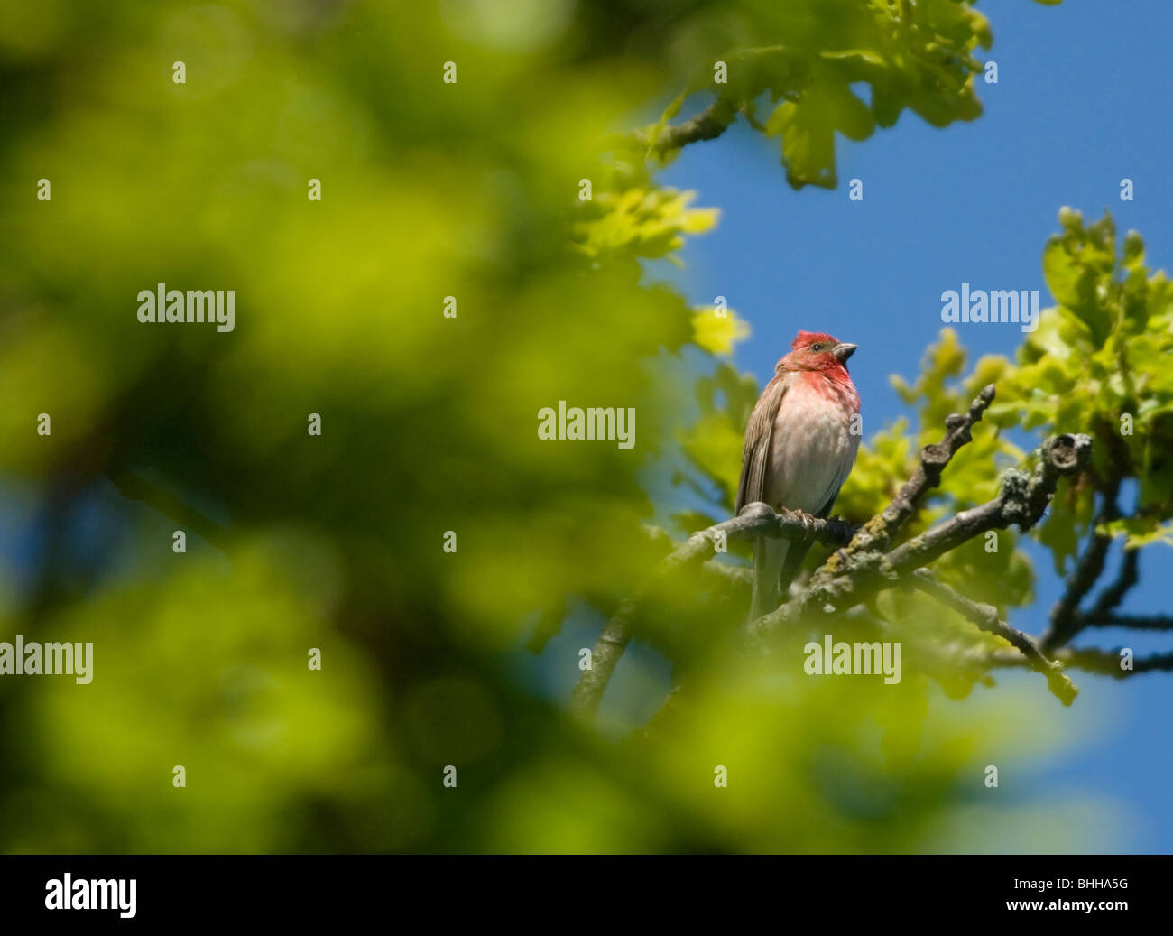 Un scarlet rosefinch in un albero, Svezia. Foto Stock