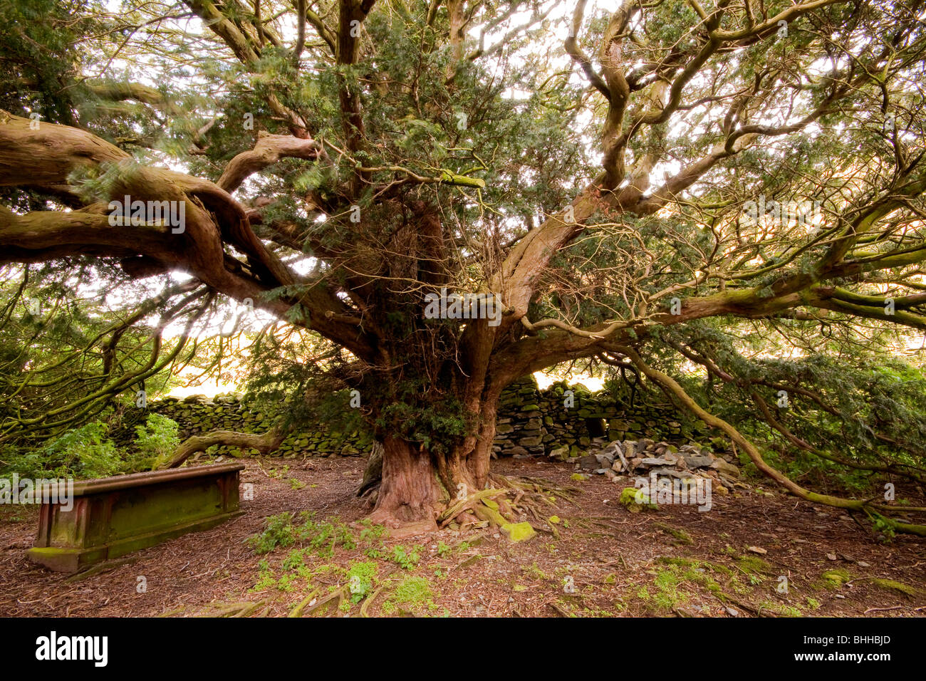 1300 anno vecchio Yew Tree in St Martin's Church giardino, Cumbria, Inghilterra Foto Stock