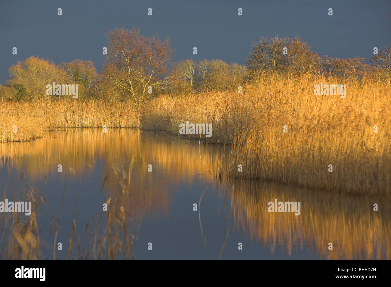 Reedbed acqua dolce a parete di prosciutto Riserva naturale, livelli di Somerset, Regno Unito in gennaio. Foto Stock