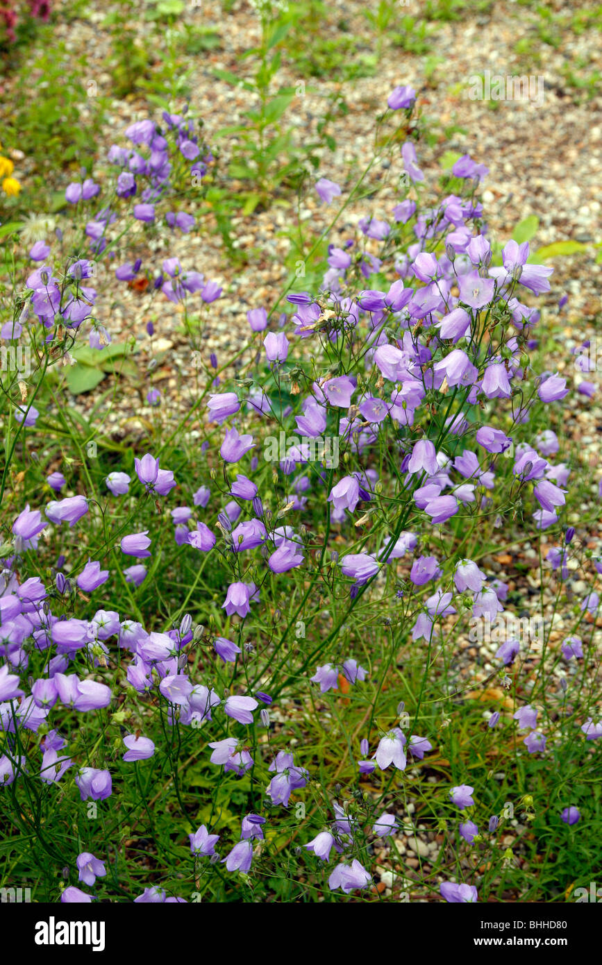 Campanula rotundifolia - Harebell Foto Stock
