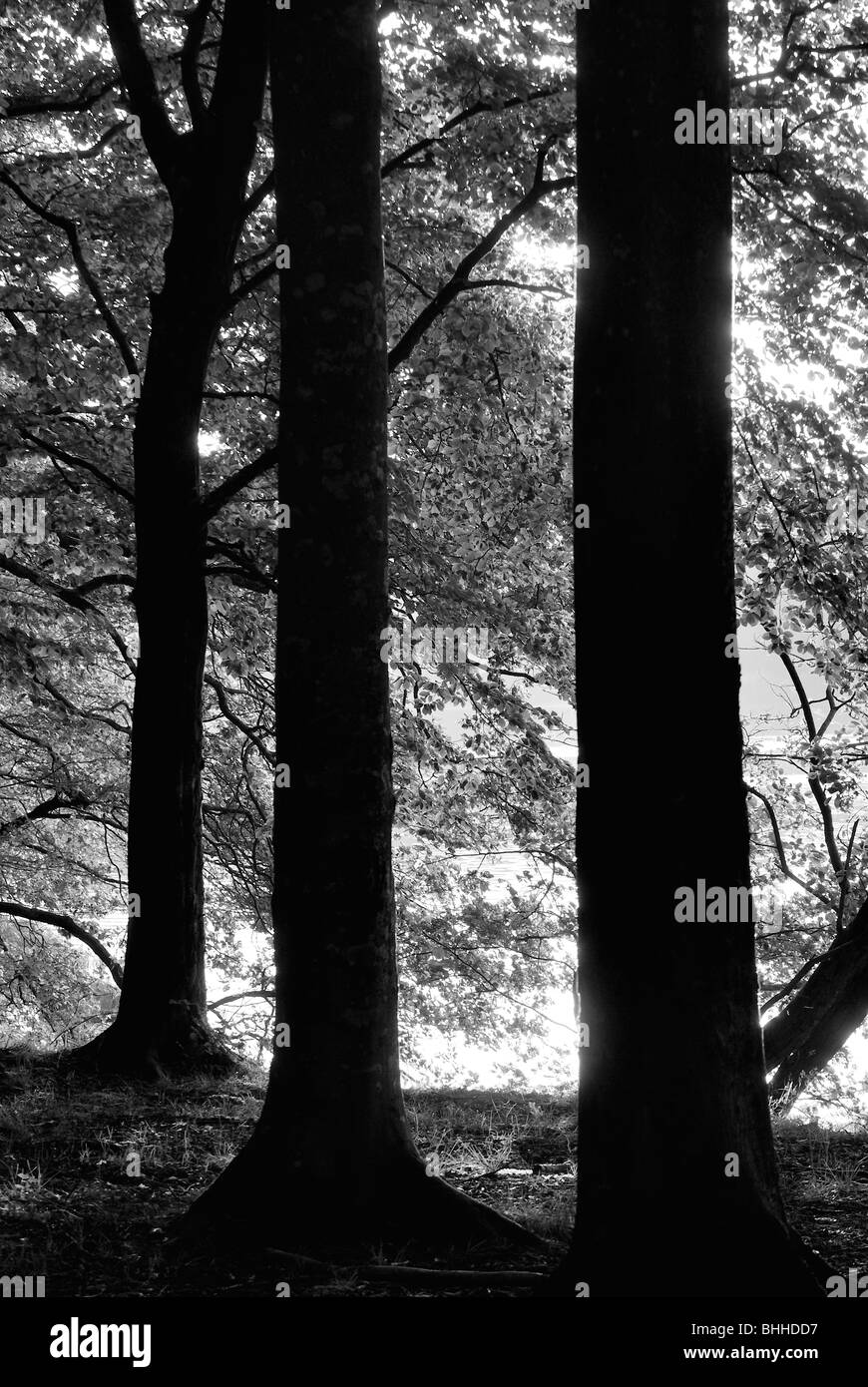 Tronchi di alberi in foresta, Svezia. Foto Stock