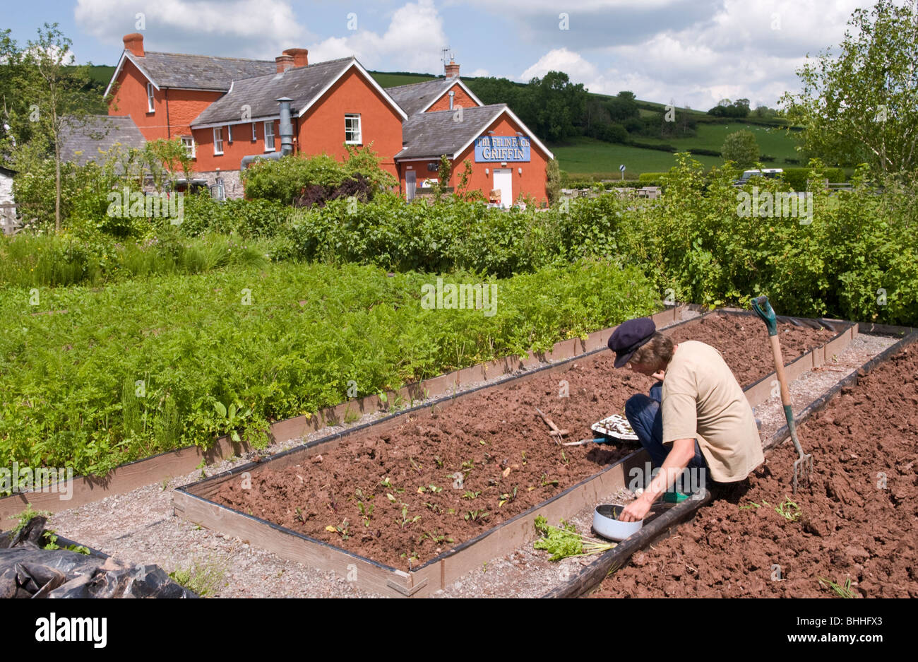 Il certificato biologico orto al Felin Fach Griffin ristorante, vicino a Brecon, Powys, Wales, Regno Unito Foto Stock