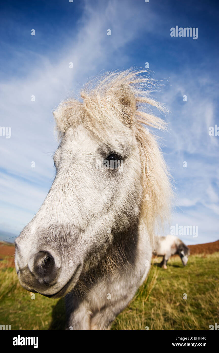 Welsh mountain pony, parco Nazionale di Brecon Beacons, Galles Foto Stock
