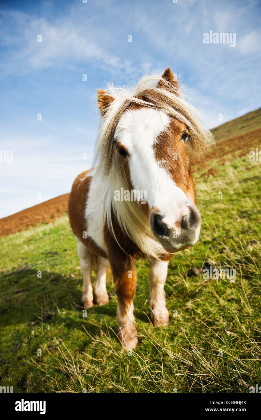 Welsh mountain pony, parco Nazionale di Brecon Beacons, Galles Foto Stock