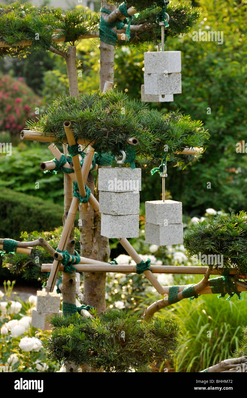 Common yew (Taxus baccata) con pesi di pietra Foto Stock