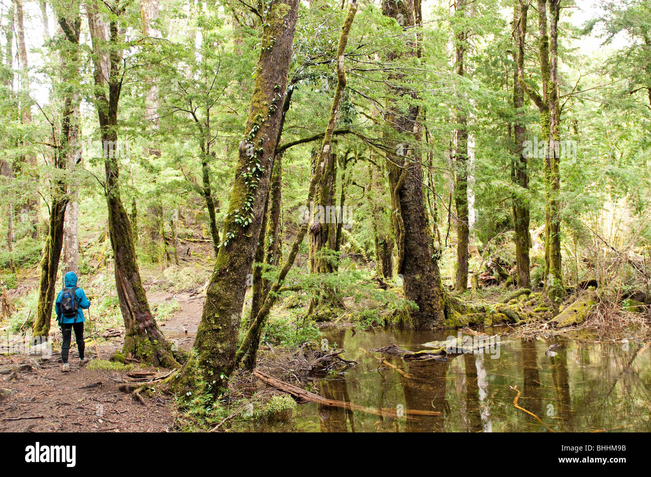 Cile Huerquehue Parco Nazionale vicino a Pucon Foto Stock