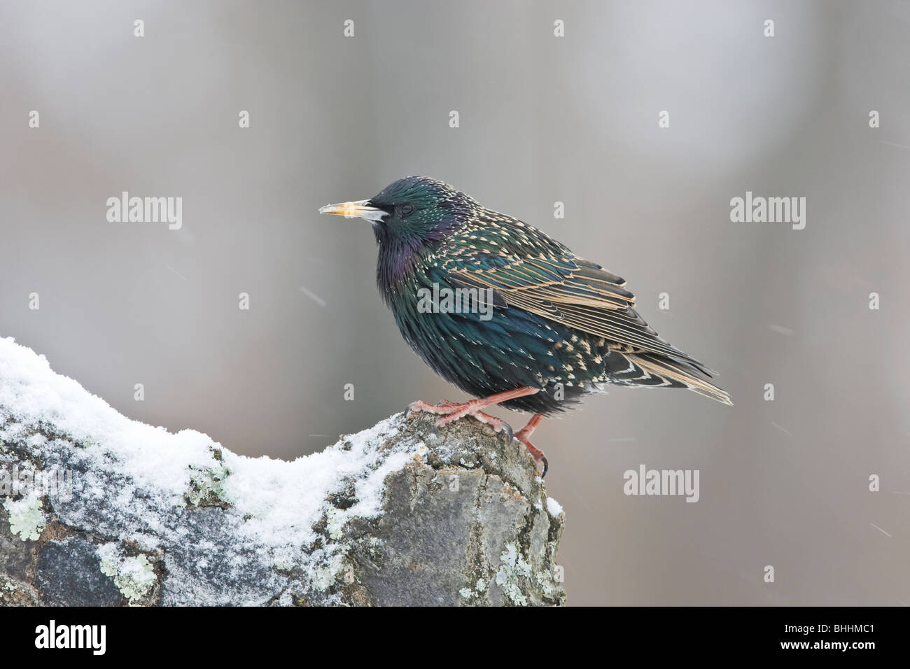 Starling europea Foto Stock