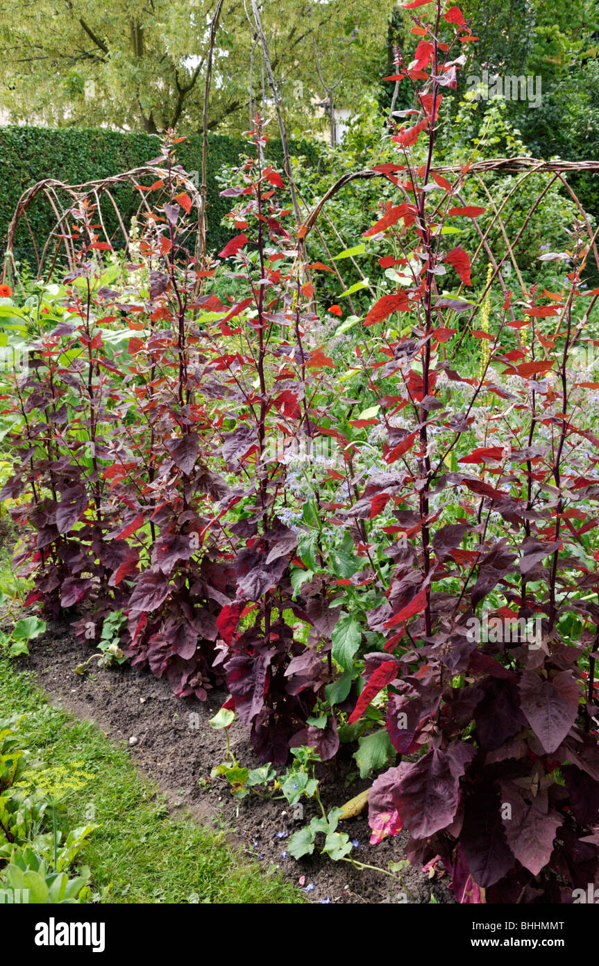 Orache da giardino rosso (Atriplex hortensis var. Rubra). Design: Susanna Komischke Foto Stock