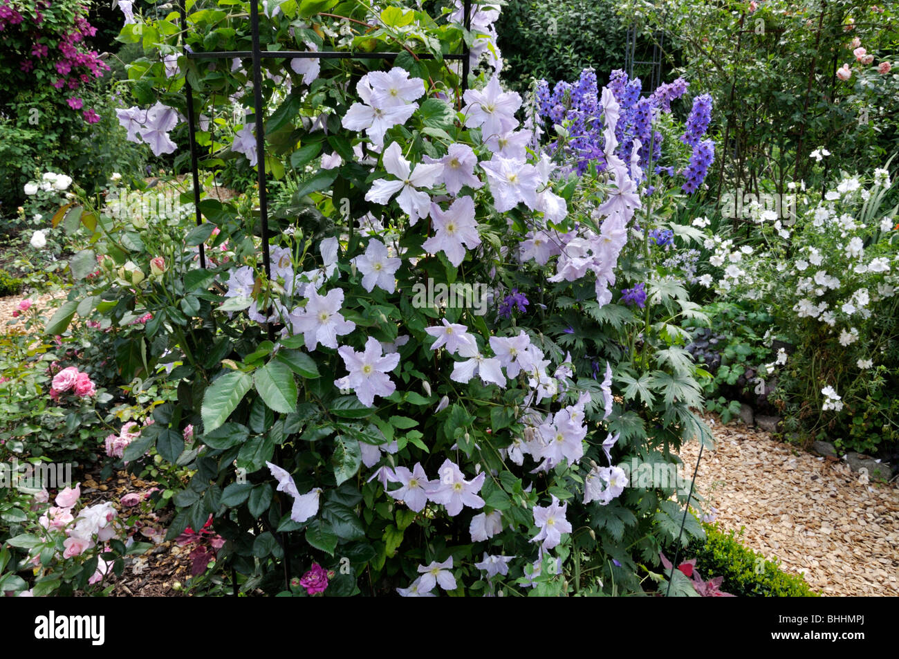 Clematis (Clematis blue angel e larkspur (delphinium). design: marianne e detlef lüdke Foto Stock