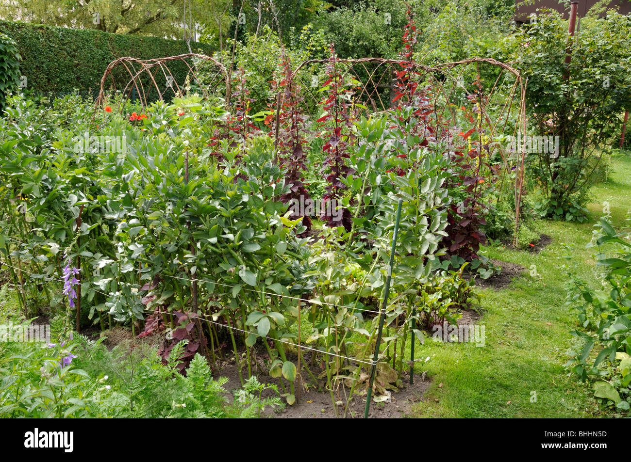 Fagiolo largo (Vicia faba) e orache giardino rosso (Atriplex hortensis var. Rubra) in un orto. Design: Susanna Komischke Foto Stock