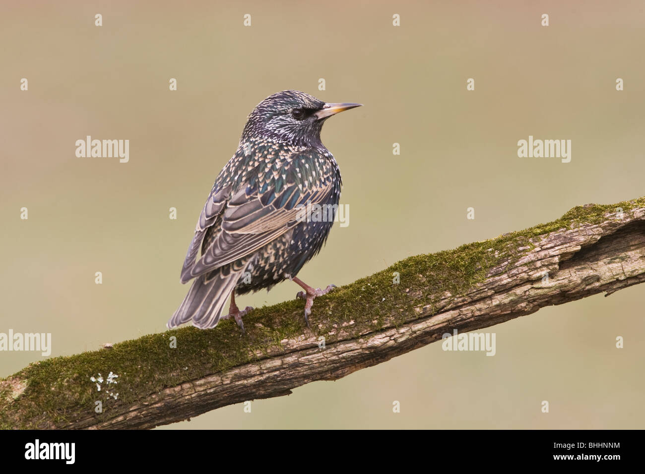 Starling europea Foto Stock