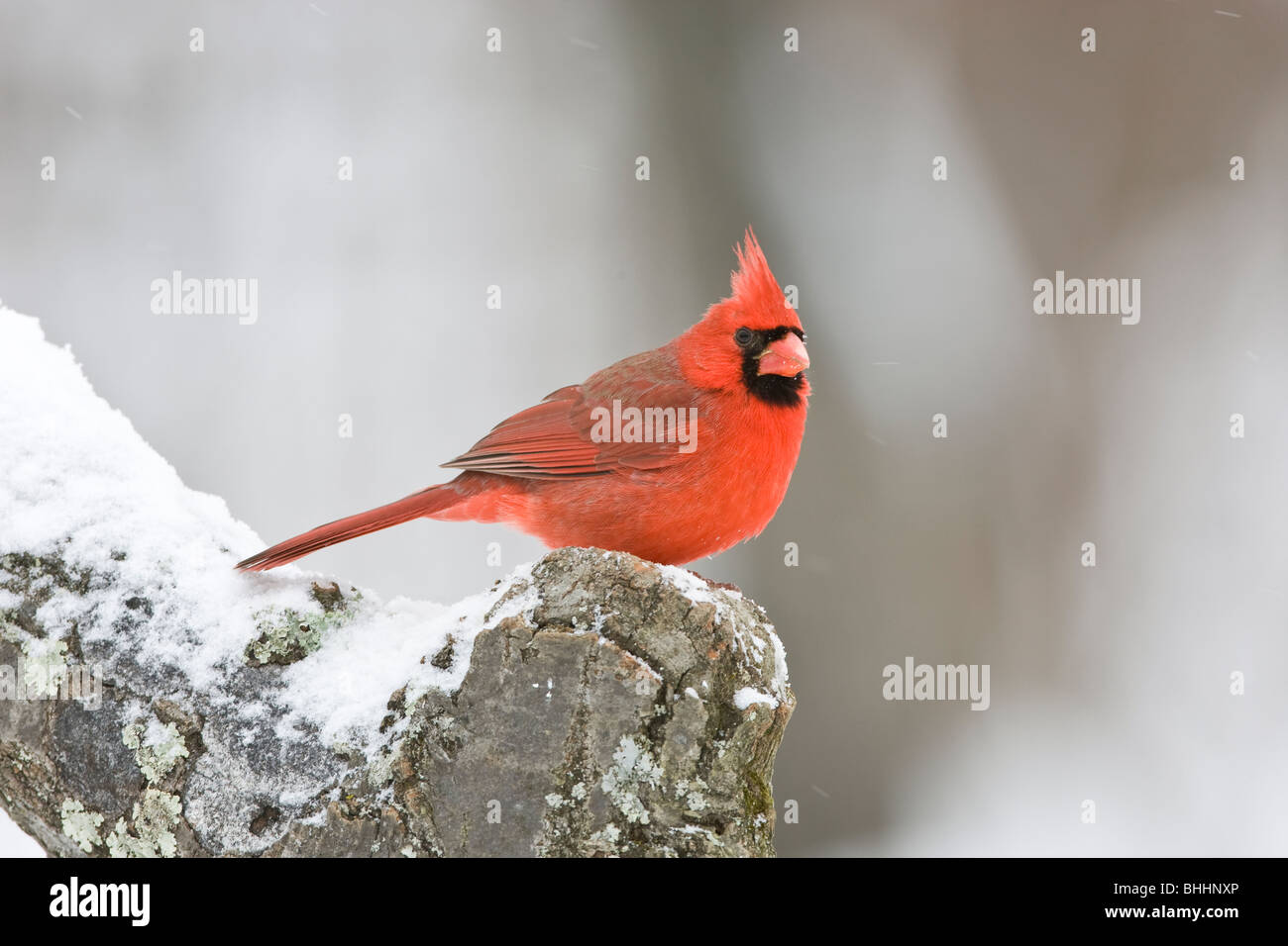 Il Cardinale settentrionale nella neve Foto Stock