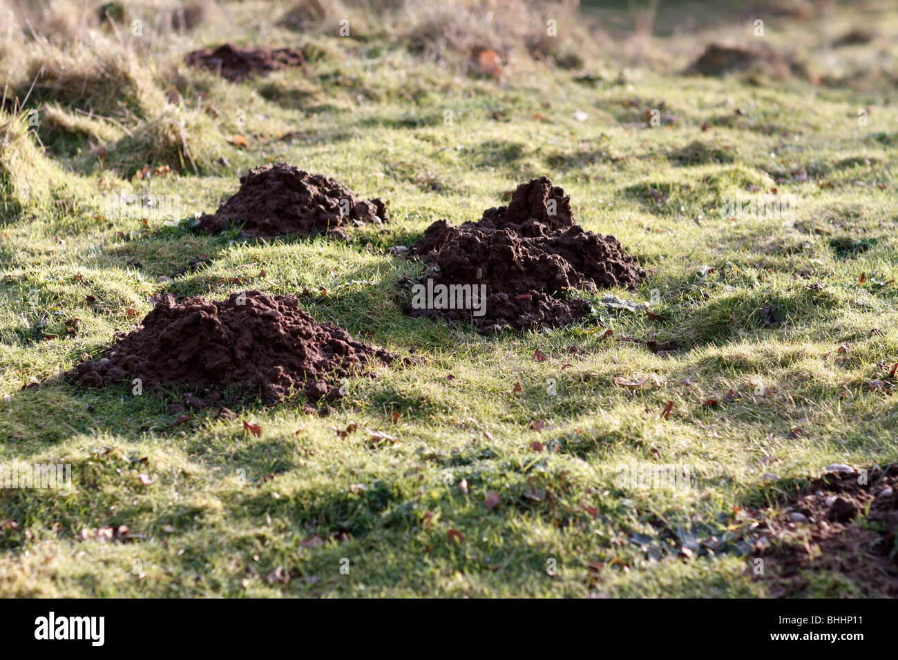 Mole hills, mole tumuli, molehill, un tumulo conico di suolo sciolto creato dal comune (mole Talpa europaea) mentre un tunneling Foto Stock