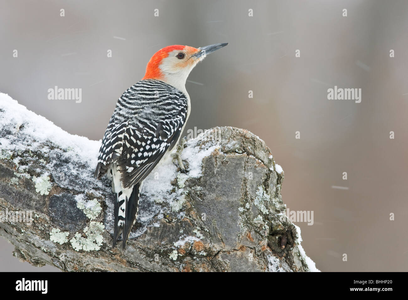 Rosso-Picchio panciuto nella neve Foto Stock
